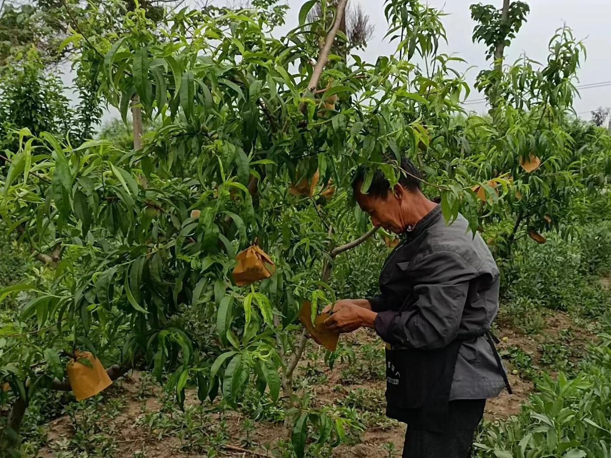 利辛县农业种植补贴_利辛种植致富项目_安徽利辛适合种什么果树