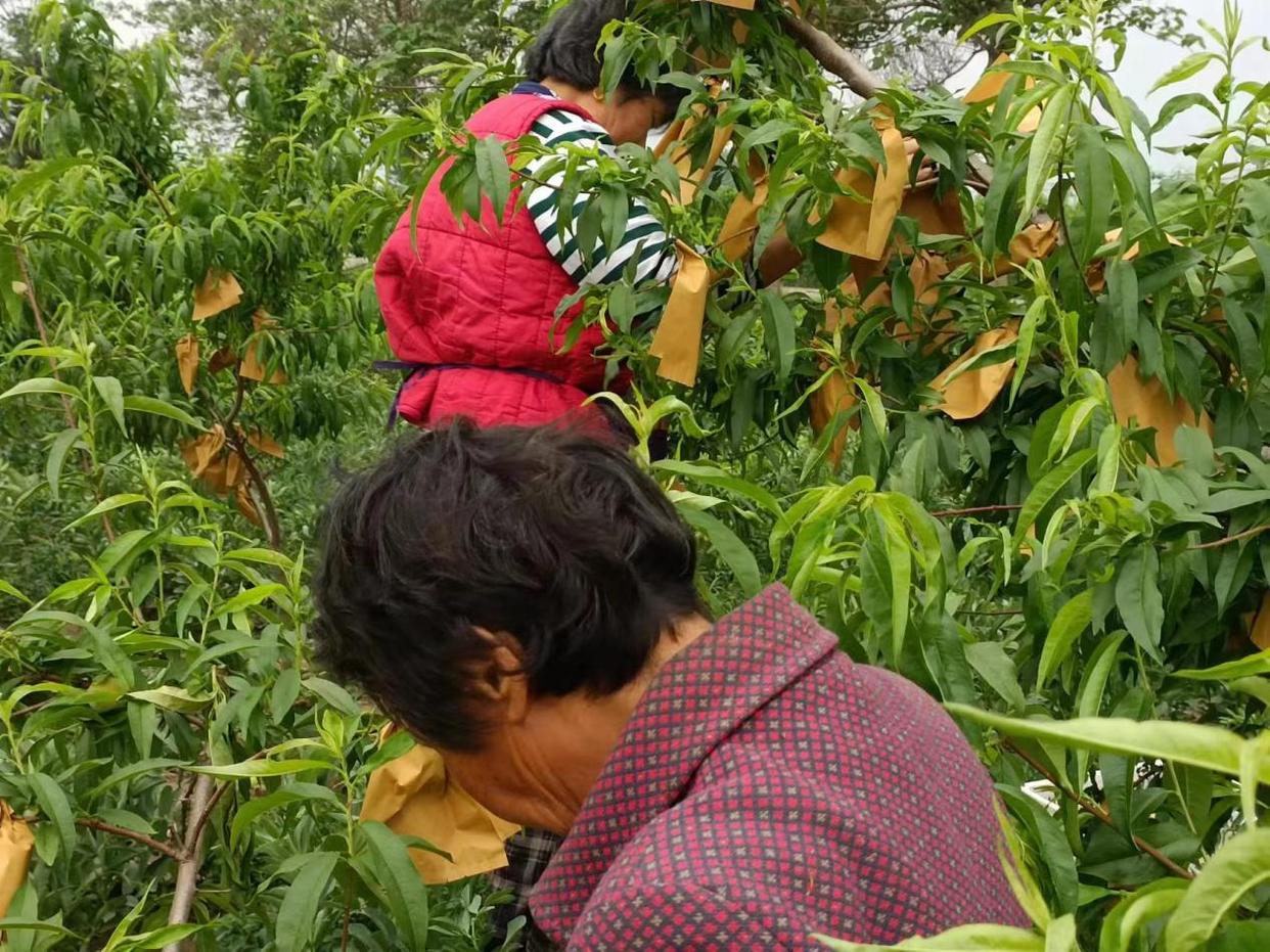 利辛县农业种植补贴_利辛种植致富项目_安徽利辛适合种什么果树