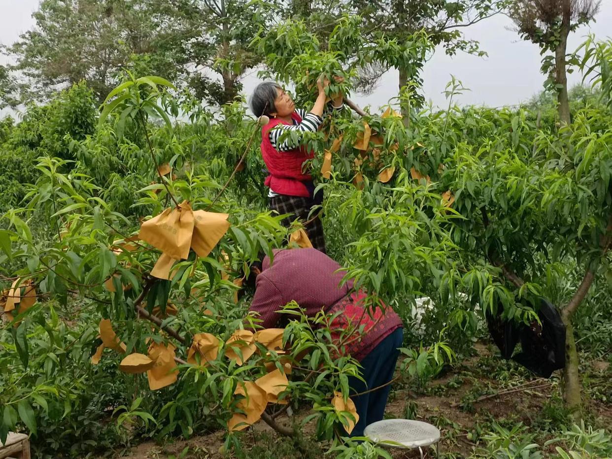 安徽利辛适合种什么果树_利辛县农业种植补贴_利辛种植致富项目