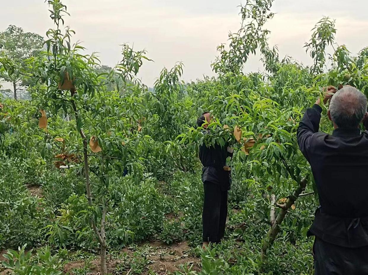 安徽利辛适合种什么果树_利辛种植致富项目_利辛县农业种植补贴