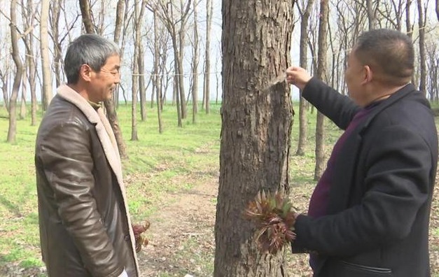 安徽利辛适合种什么果树_利辛种植致富项目_种植致富新项目