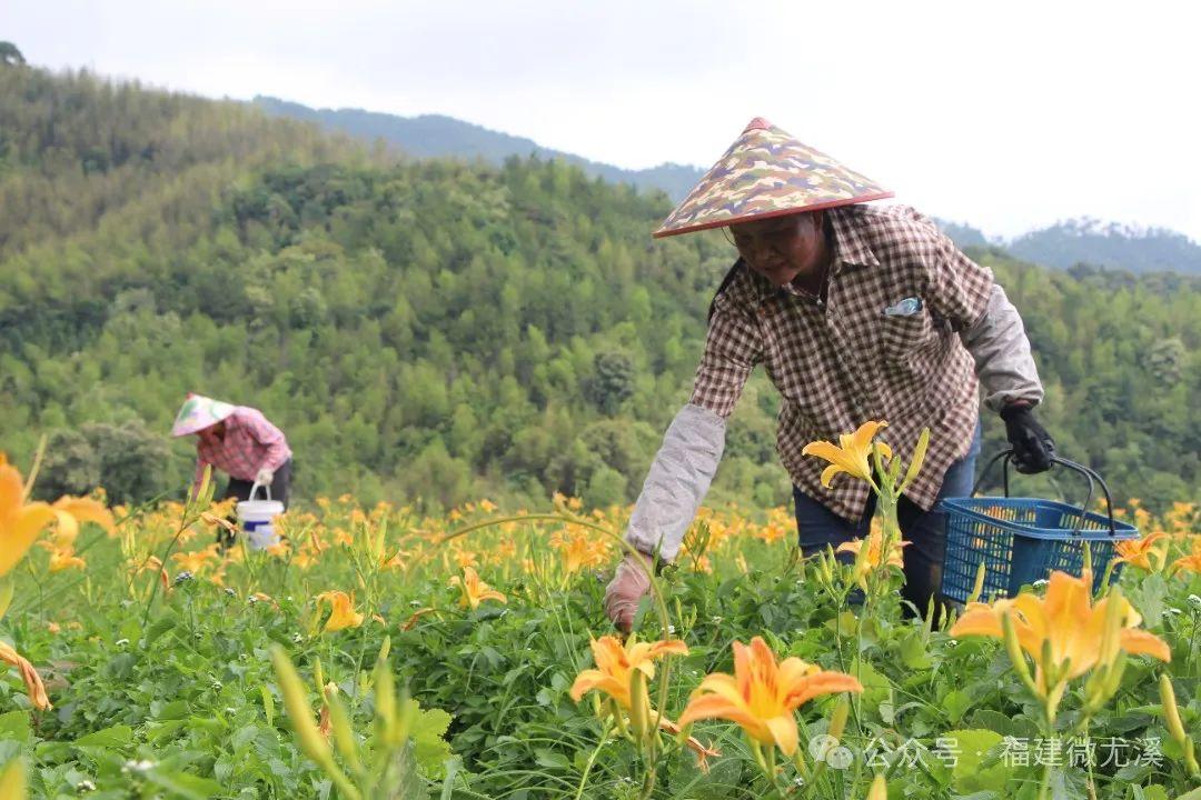 种植致富的花草_种花致富选什么品种_致富花草种植方法