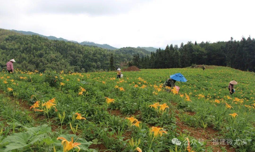 致富花草种植方法_种花致富选什么品种_种植致富的花草