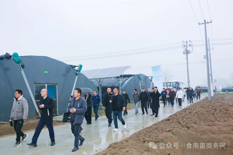 参会代表观摩安徽利辛县羊肚菌种植基地、珍稀菌工厂化生产