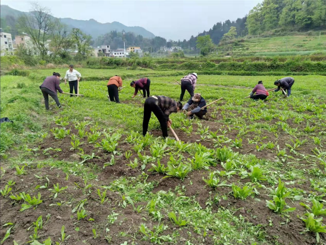 【盘江信息】盘江镇音寨村菊苣种植挖出致富路