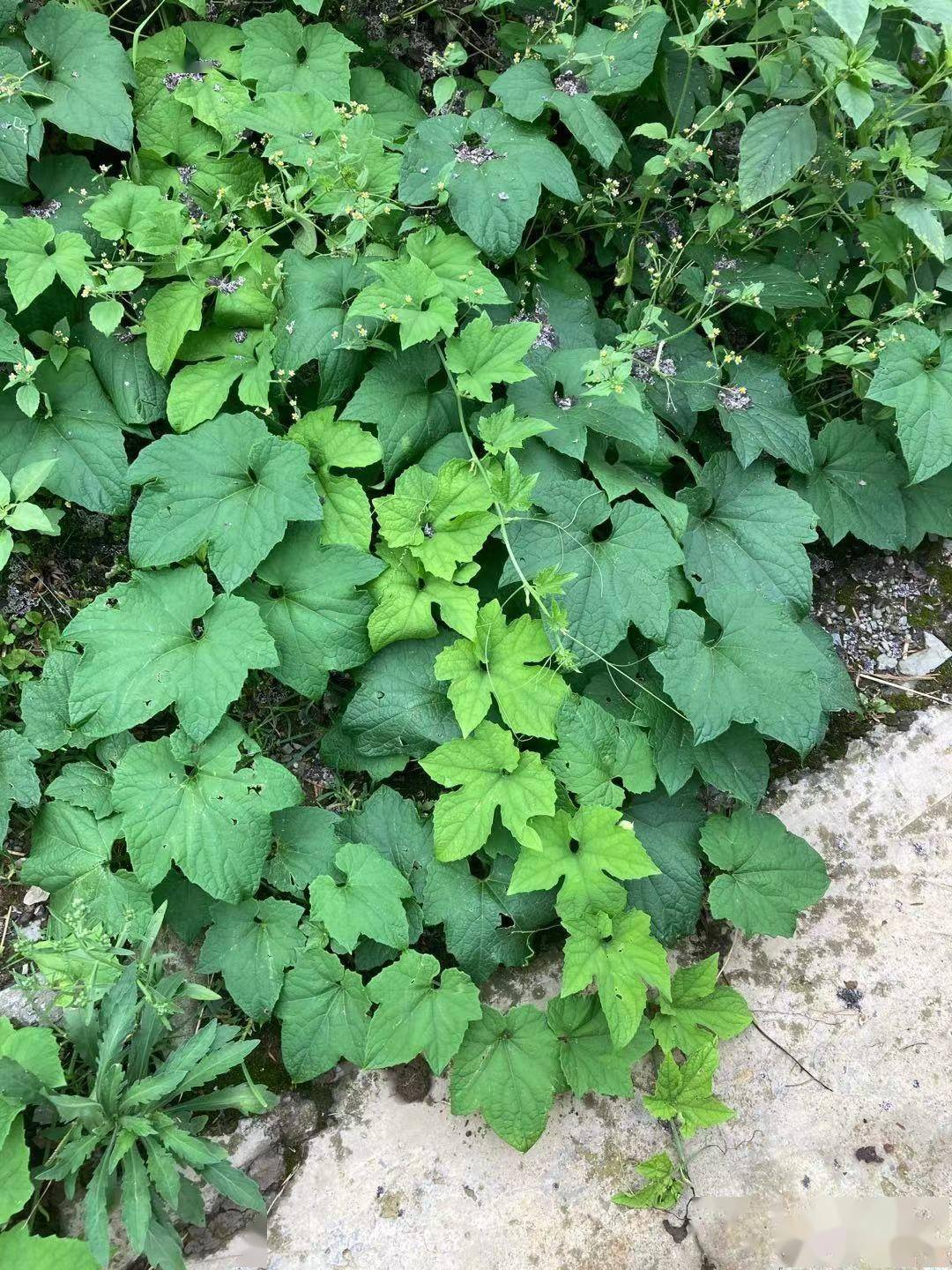 种植瓜蒌的项目市场前景_种植日本技术瓜蒌的优势_日本瓜蒌种植技术