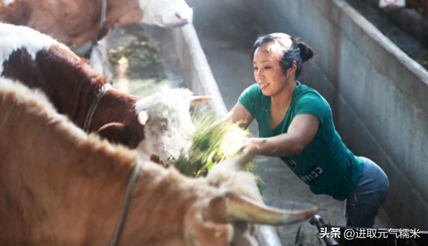 潘雷田远潘抗日_致富经潘远香是哪一期_致富经潘远香养牛视频