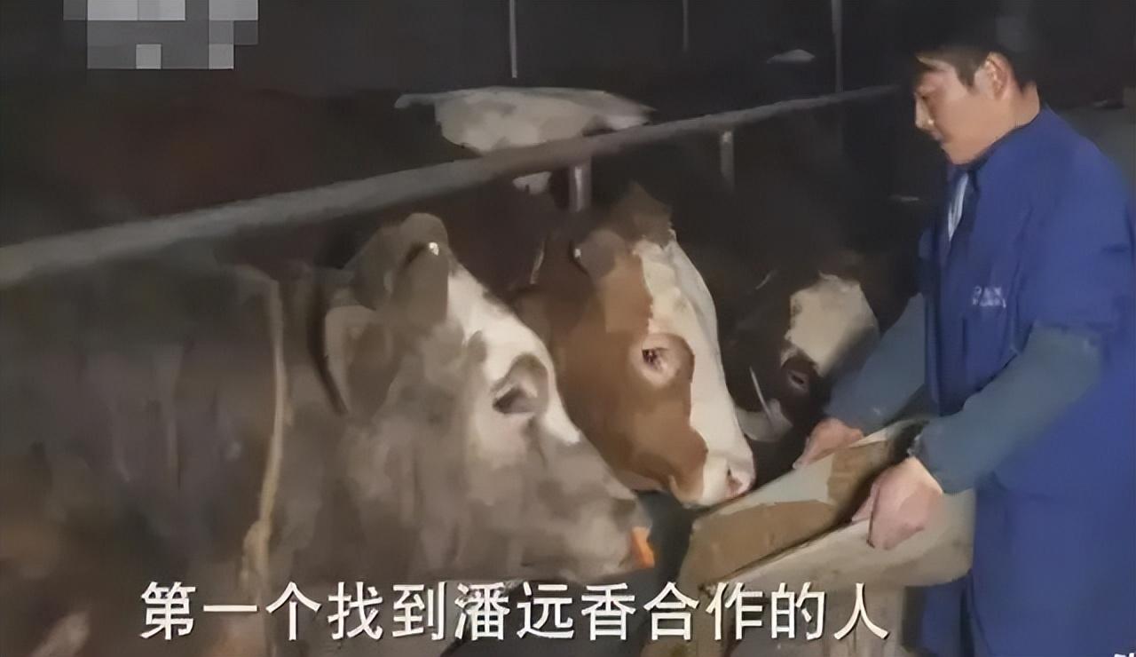 潘远香养牛地址_潘远香养牛是真的假的_致富经潘远香是哪一期