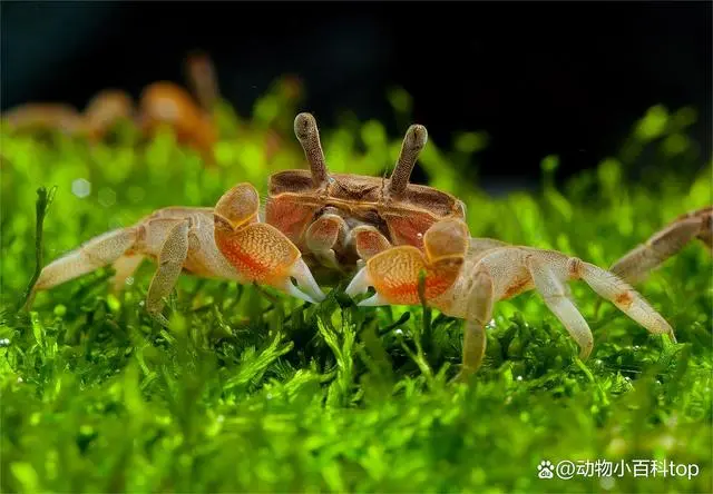 观赏虾的养殖技术视频_覌赏虾养殖技术视频_观赏虾养殖场视频