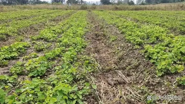 江西防己种植致富_江西省2020年种植补贴政策_江西种植什么药材最赚钱