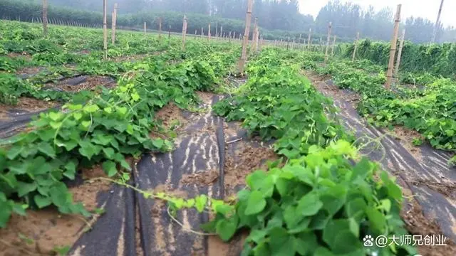 江西种植什么药材最赚钱_江西省2020年种植补贴政策_江西防己种植致富