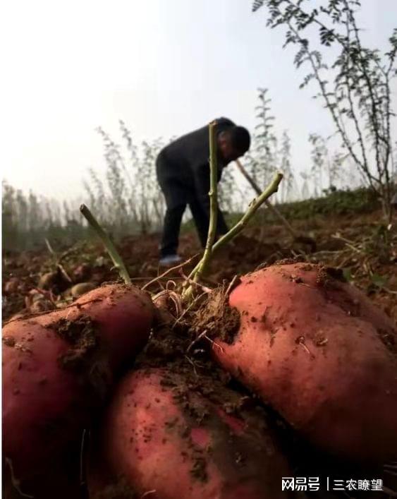 阳西番薯种植基地_阳东番薯种植致富_番薯高产种植技术视频