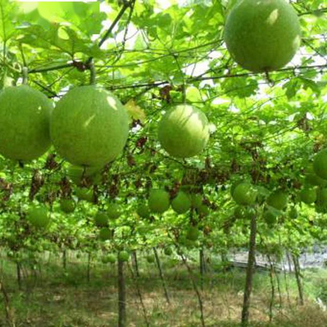 种植日本技术瓜蒌的条件_日本瓜蒌种植技术_种植日本技术瓜蒌的优势