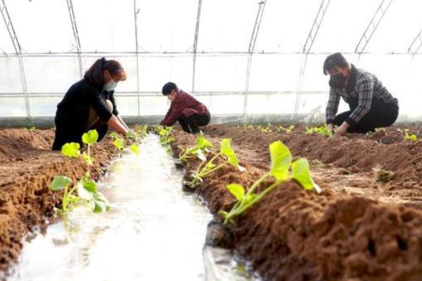 露天种植甜瓜技术与管理_露天甜瓜种植技术_露天甜瓜的种植方法和时间