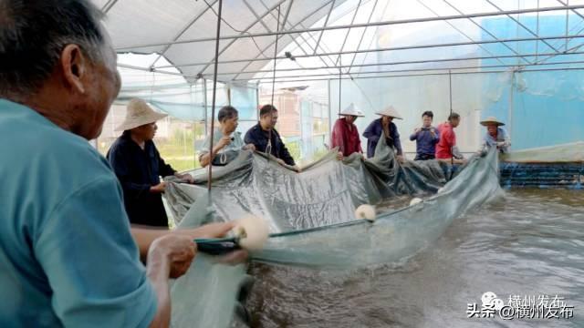 淡水养鱼致富经_淡水养殖什么鱼利润高_养殖淡水鱼