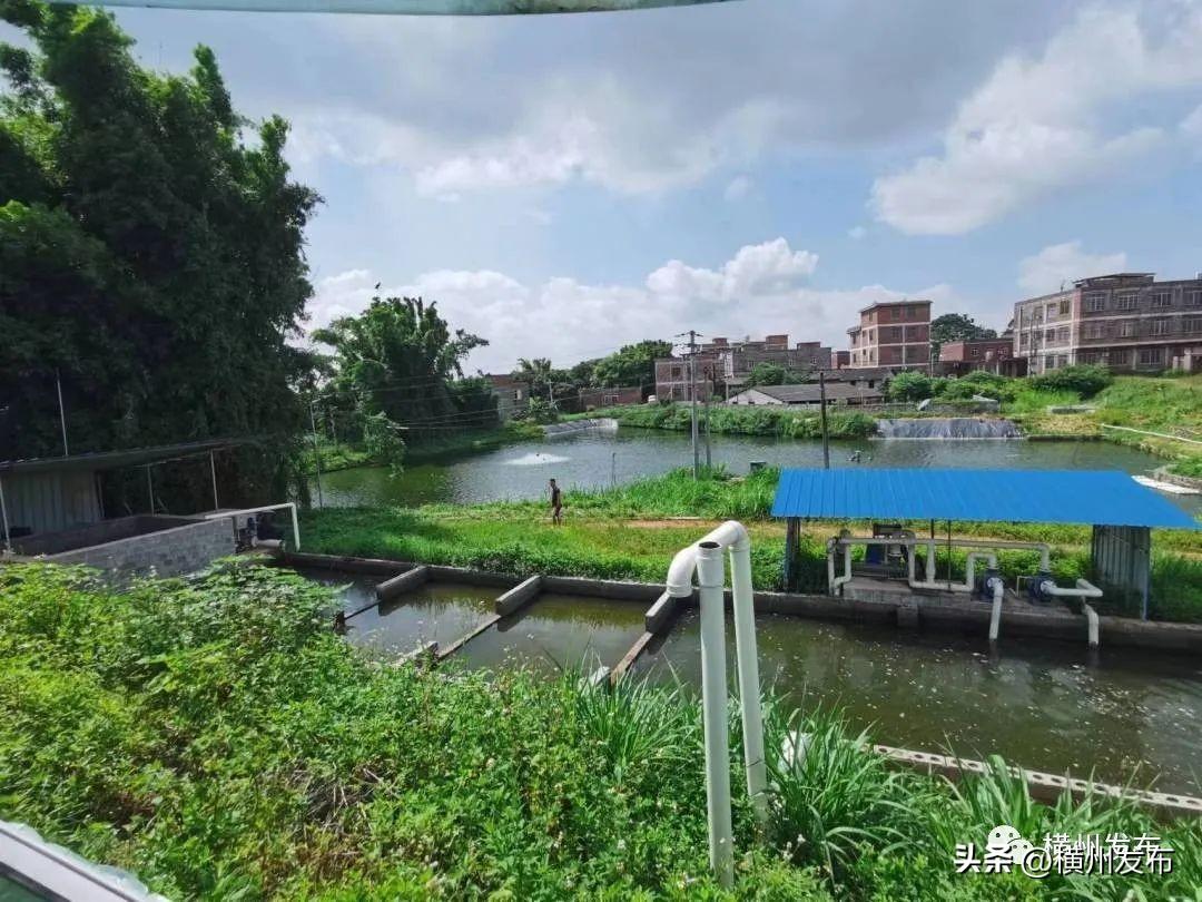 淡水养殖什么鱼利润高_淡水养鱼致富经_养殖淡水鱼