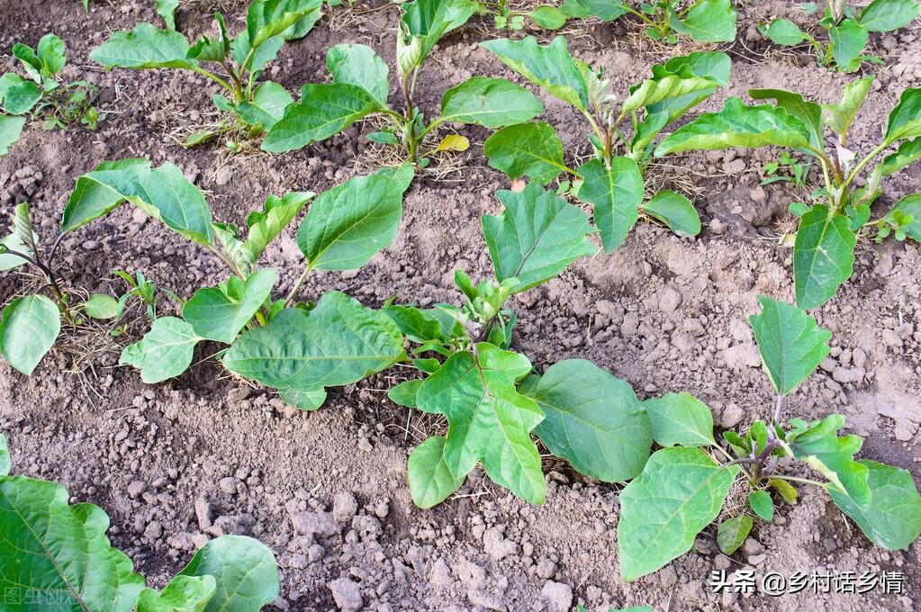 农村种植蔬菜致富方案_生态种植蔬菜致富_致富经种蔬菜种出千万财富