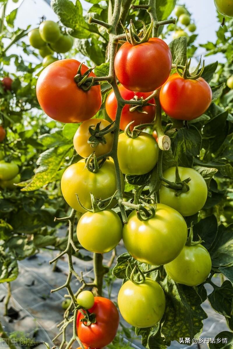 农村种植蔬菜致富方案_致富经种蔬菜种出千万财富_生态种植蔬菜致富