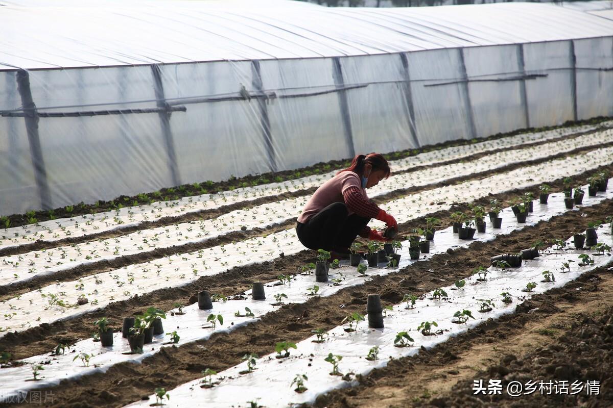 致富经种蔬菜种出千万财富_生态种植蔬菜致富_农村种植蔬菜致富方案