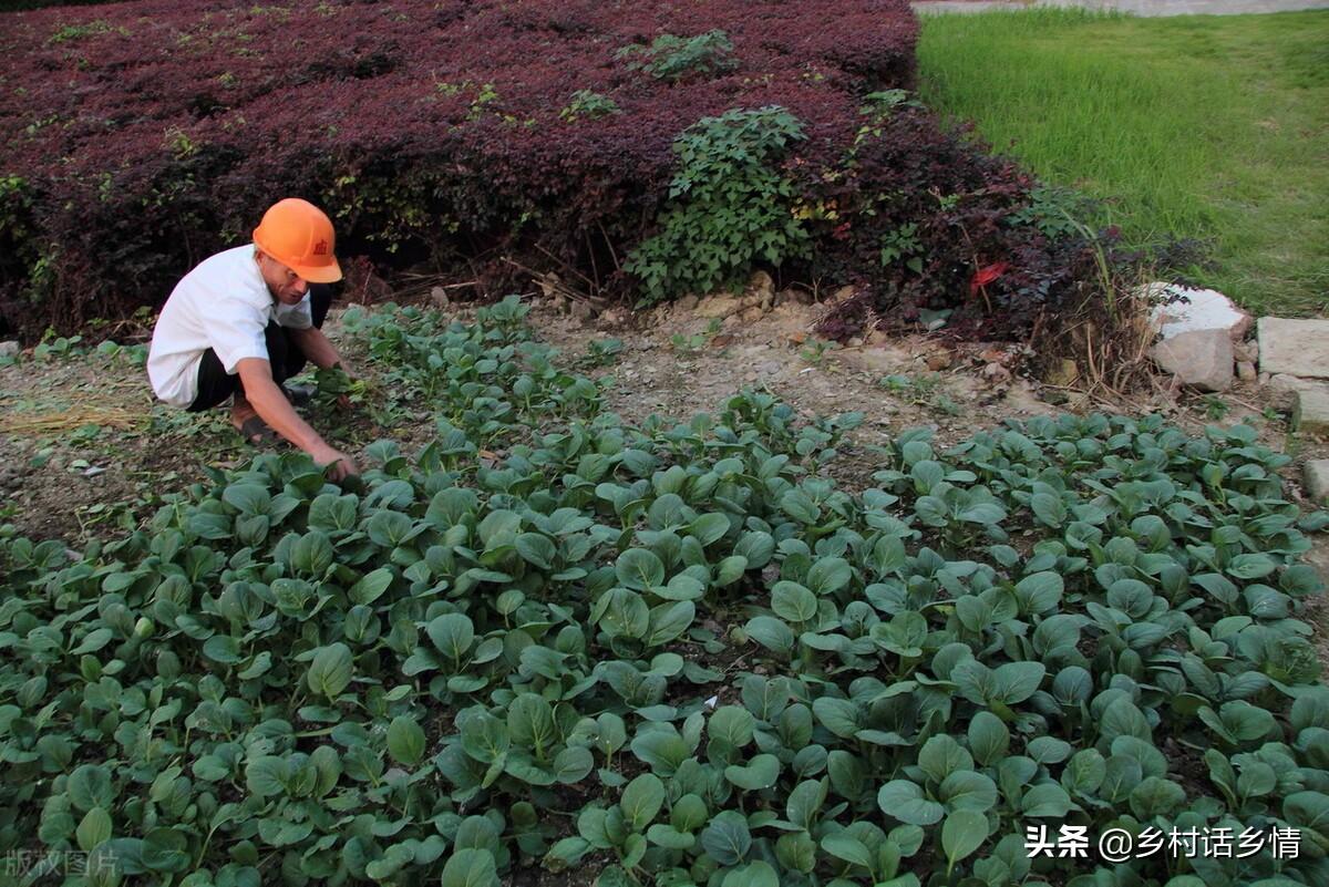 农村种植蔬菜致富方案_致富经种蔬菜种出千万财富_生态种植蔬菜致富