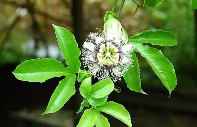 百香果种植技术（种植手册）