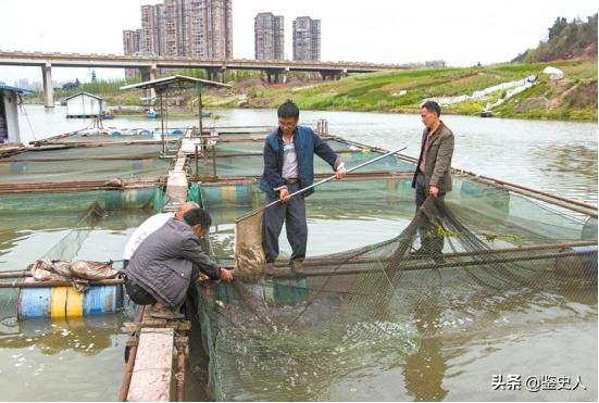 淡水养殖什么鱼利润高_致富淡水养鱼图片_淡水养鱼致富经