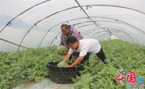 西瓜种植铺就致富路_致富经西瓜种植全视频_致富经西瓜