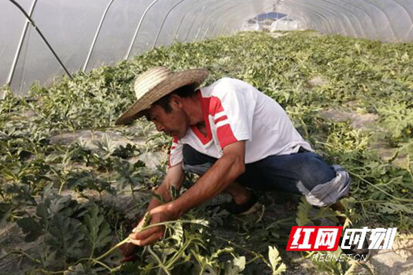 江华：种植小西瓜 铺就致富路