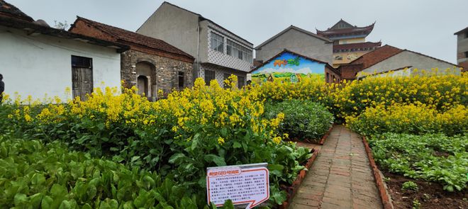 种植菜花致富_致富种植菜花视频_致富种植菜花图片