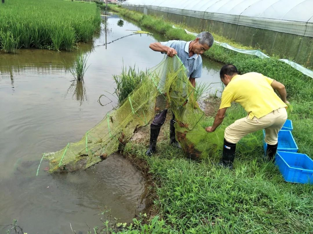 致富养殖稻田项目介绍_稻田养殖致富项目_致富养殖稻田项目招标