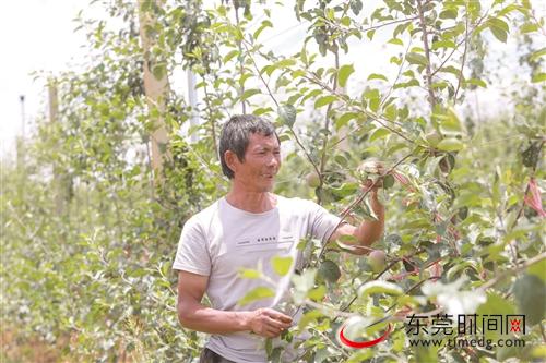 昭阳苹果种植基地：一个小苹果走出一条致富路