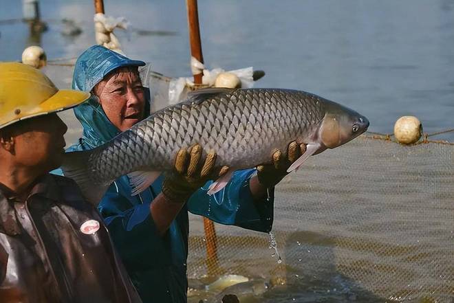 脆鱼养殖技术_致富经脆鱼鲩养殖视频_养殖视频致富经