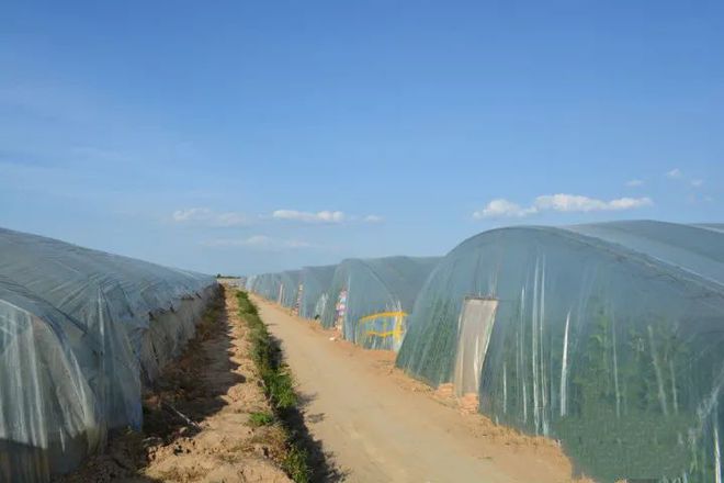 种植假蒌致富_假篓种植_假蒌怎样种才活