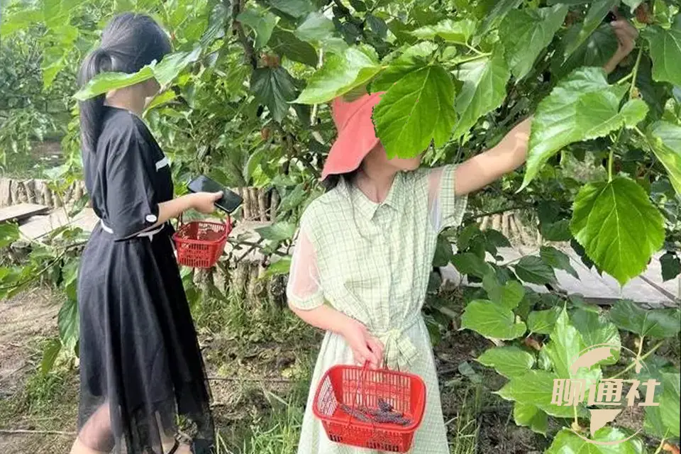 种植桑黄效益如何_致富种植桑黄怎么样_桑黄种植 致富经