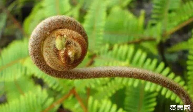 茯苓种植之管理栽培技术及种植前景分析