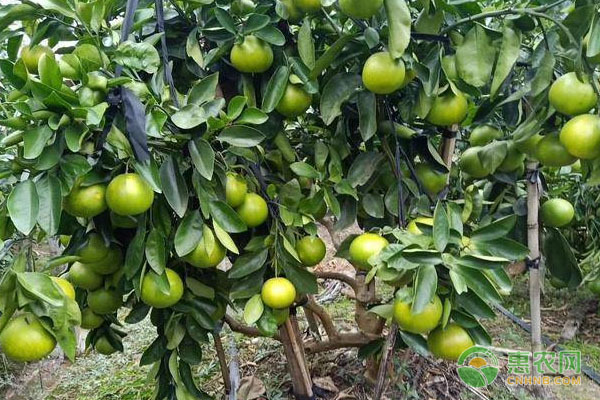 农村种植果树致富好项目_致富果树种植技术视频_果树 种植  致富