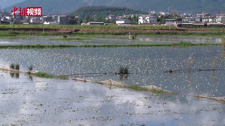 云南大理：洱海源头海菜花开 致富环保两相宜