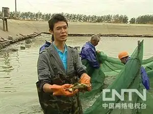 鮰鱼养殖 致富经_养殖鳊鱼_养殖鳘鱼