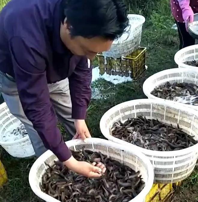 沙塘鳢养殖视频致富经_沙塘鳢的养沙塘鳢养殖技术_沙塘鳢养殖成本与利润