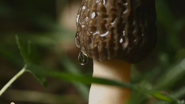 致富经贺鸿宇_致富经贺桃雄_致富经羊肚菌贺鸿宇