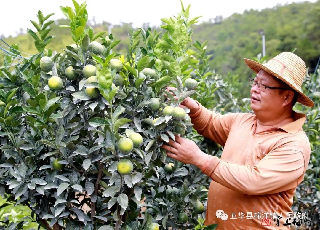 致富鲜花工艺流程_工艺鲜花致富经_致富鲜花工艺流程图