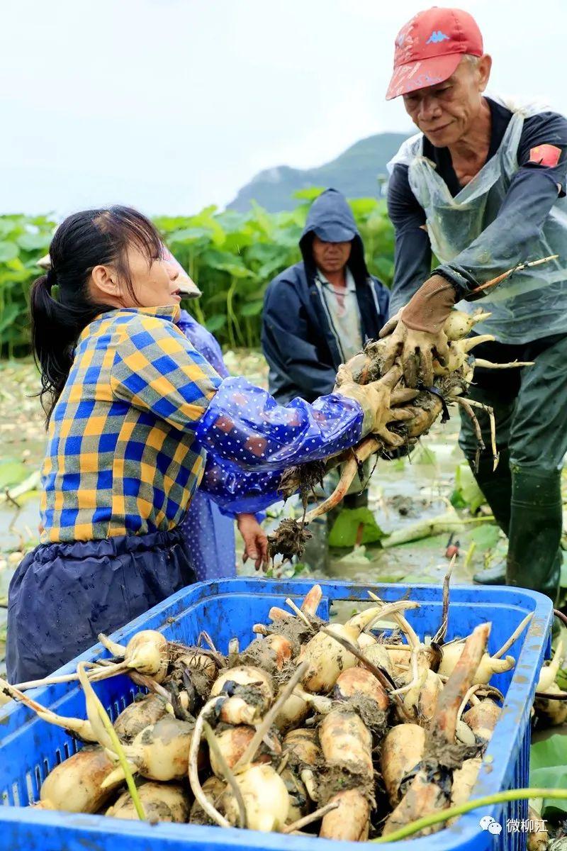 致富经藕_致富经上的案例莲藕_致富经种藕养鱼