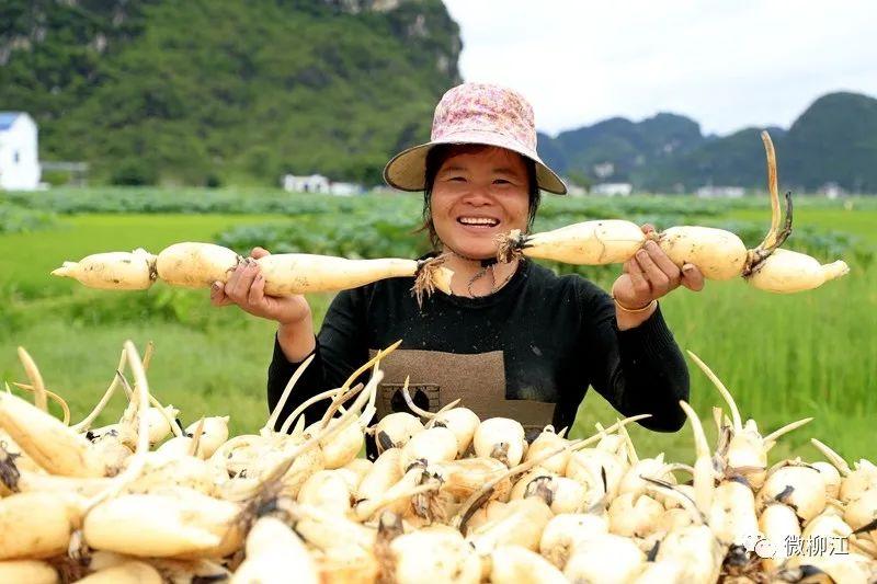 致富经上的案例莲藕_致富经藕_致富经种藕养鱼