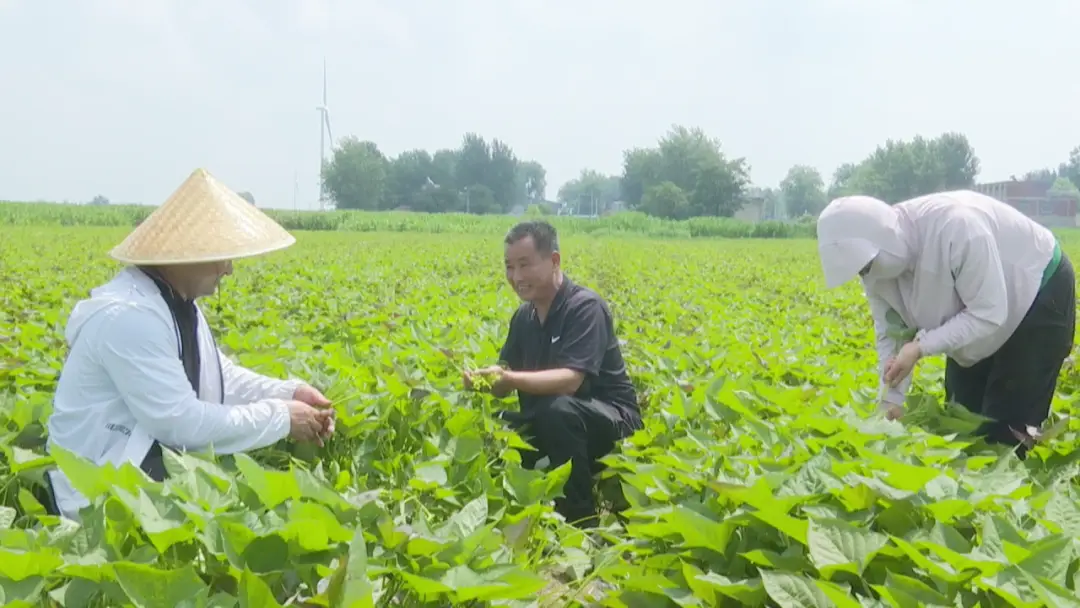 红薯种植致富的人_致富经红薯种植人_致富红薯种植人是谁