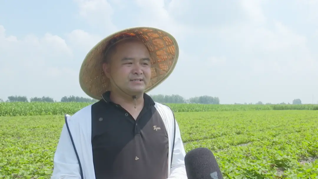 致富经红薯种植人_致富红薯种植人是谁_红薯种植致富的人