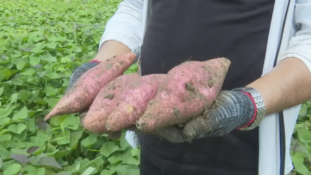 致富红薯种植人是谁_红薯种植致富的人_致富经红薯种植人