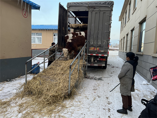 养殖公牛有利润吗_公牛养殖场_公牛养殖致富