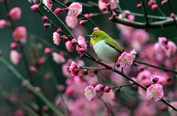 梅花的品种有哪些？梅花常见品种简介