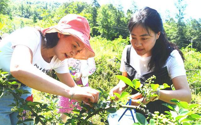 青川农民返乡创业种藤椒 荒地走出致富路