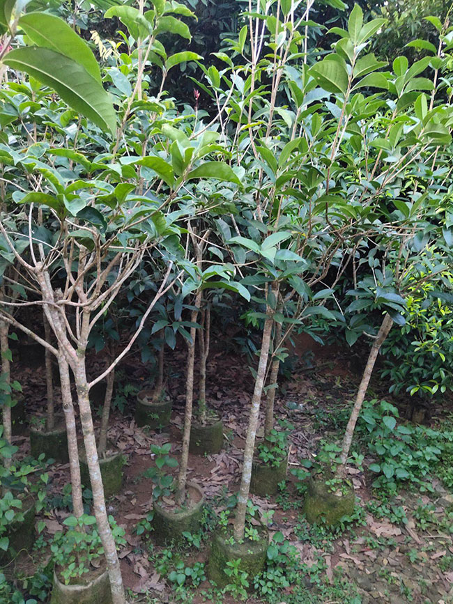 种植桂花树赚钱吗?种植桂花树成本与利润